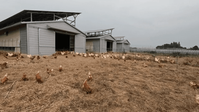 Chickens roaming outside farm buildings