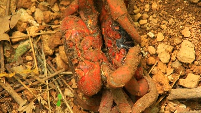 자연 서식지에서 돌아다니는 빨간 게