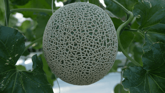 Melon growing on plant