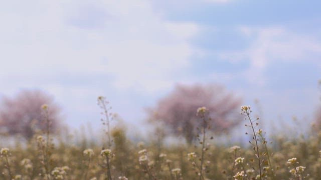 Serene Fields with Blooming Cherry Trees