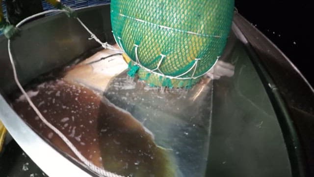 시설에서 처리 용기에 부어지는 신선한 멸치