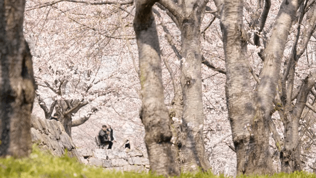People enjoying cherry blossoms in full bloom at the park