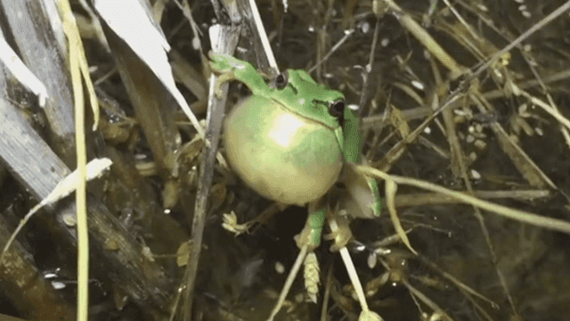 Frog croaking while holding blade of grass