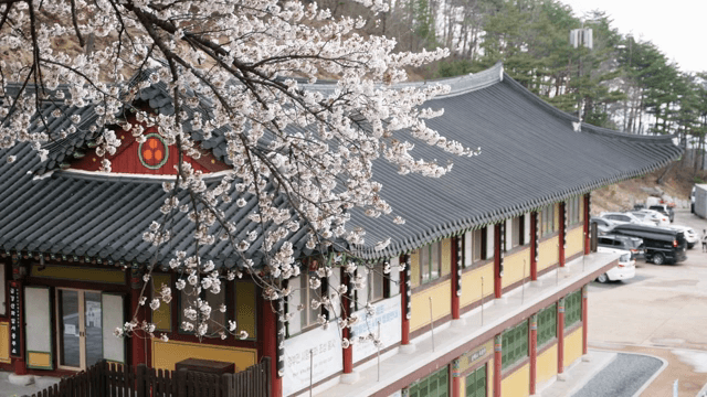 전통 한옥 근처의 벚꽃