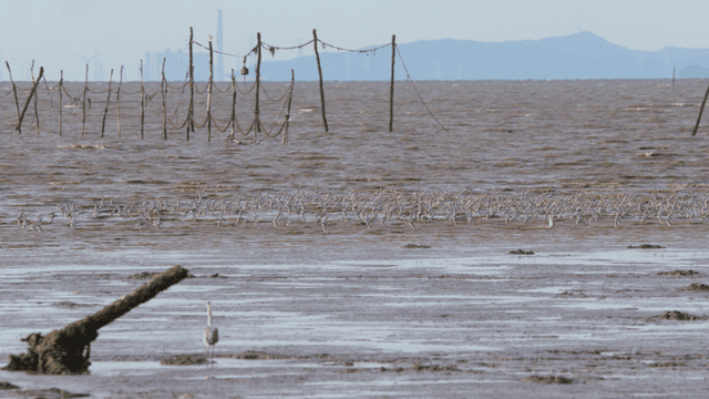 Flocks of birds flying over the tidal shore