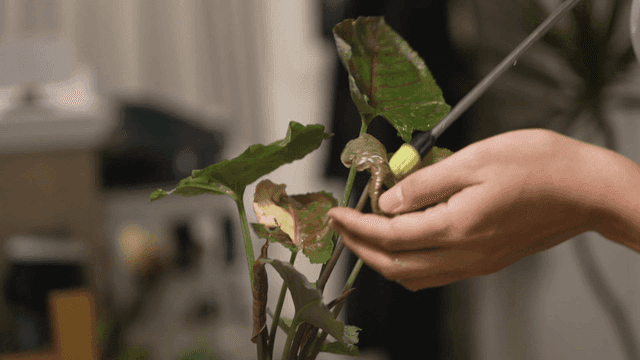 식물에게 정성스럽게 물주는 모습