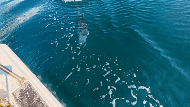 Dolphin swimming near a boat in clear water