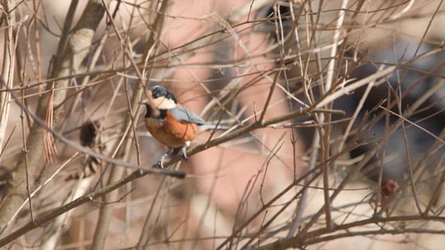 Colorful bird perched on a branch in a forest