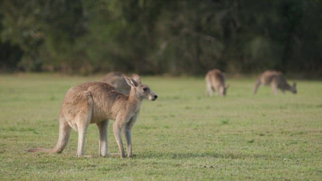 초원에서 평화롭게 풀을 뜯는 캥거루들