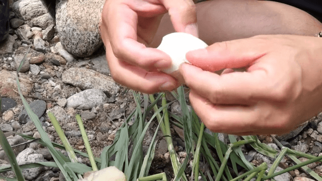 야외에서 삶은 달걀 껍질 벗기기