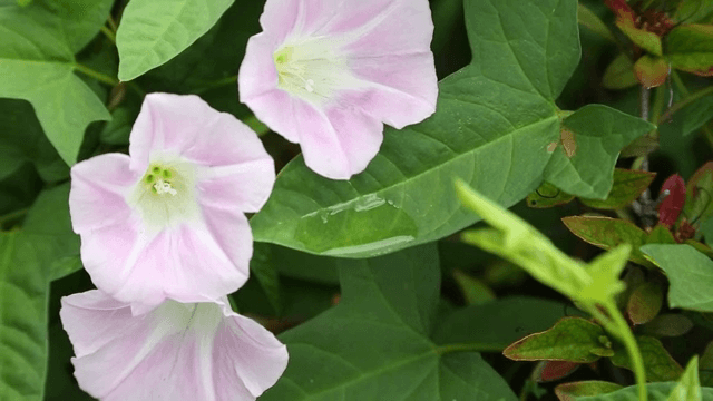 Pink flowers and green leaves in a garden