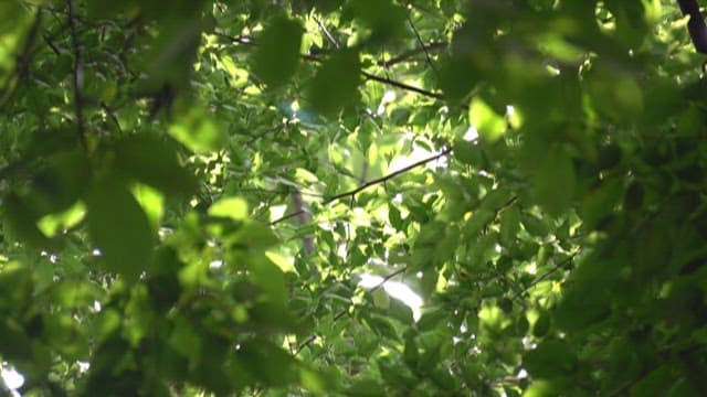 푸른 나뭇잎 사이로 비치는 햇빛