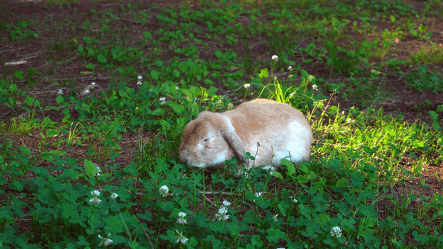 A rabbit eating grass in a forest