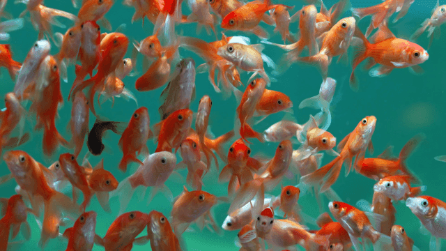 Colorful school of fish swimming