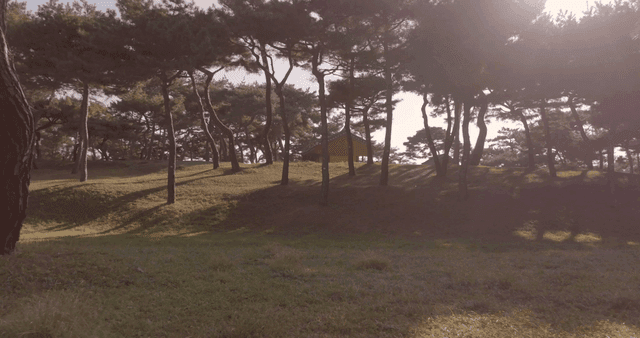 A serene forest with sunlight filtering through