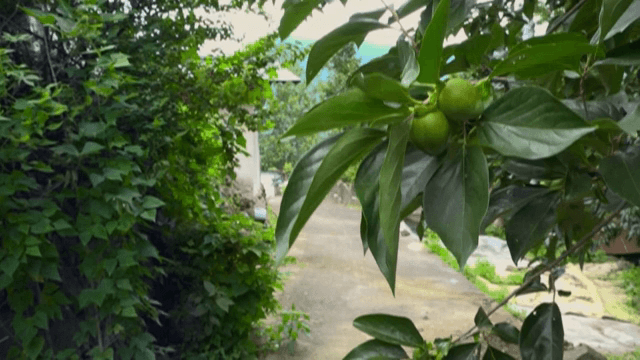 나뭇가지에 매달린 녹색 감