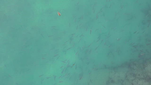 맑은 물에서 헤엄치는 물고기 떼와 오리