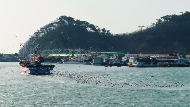 Flock of seagulls following a fishing boat entering the port