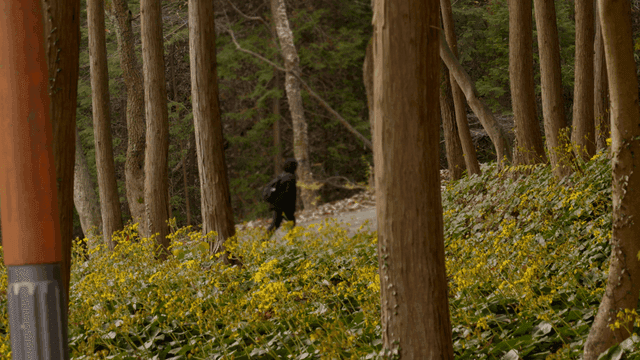 Person walking on forest path