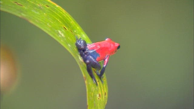 Red poison dart frog on green leaf