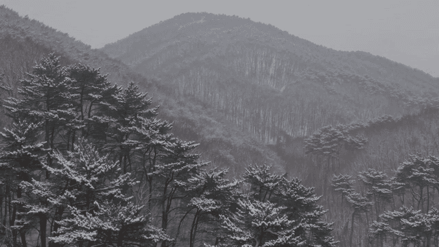 눈 덮인 숲과 산의 풍경