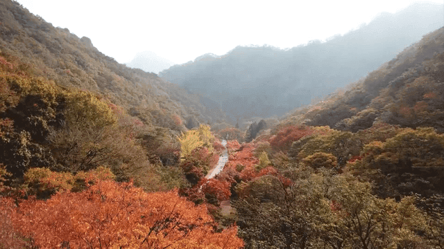 가을의 단풍숲 경치