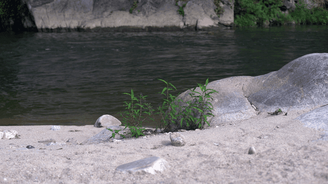 바위와 식물이 있는 고요한 강