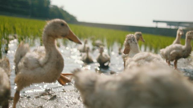 Ducks Wading in a Sunlit Paddy Field