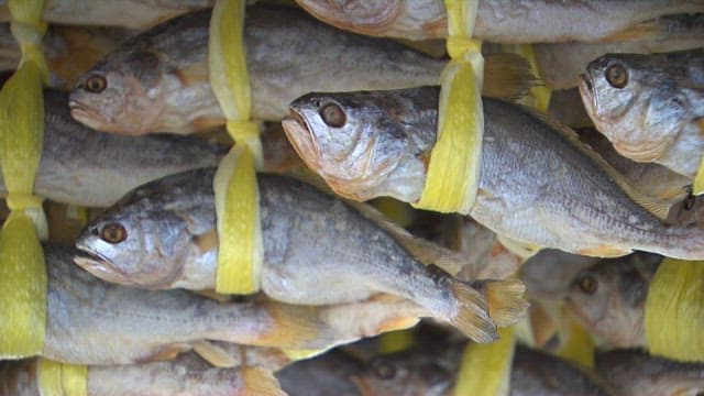 노란 줄로 엮여 말려지는 굴비