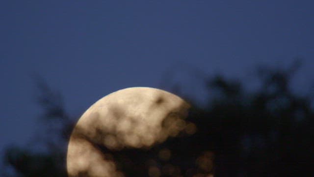 Moon emerging behind silhouetted trees