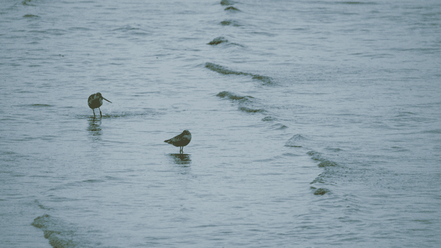 Sandpipers standing in shallow seawater