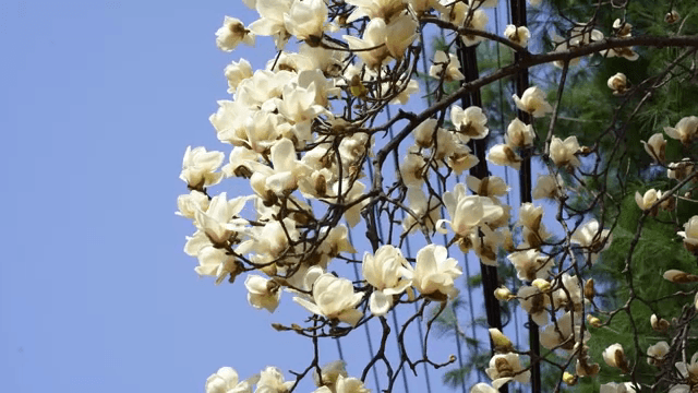 맑은 날 피어나는 목련꽃