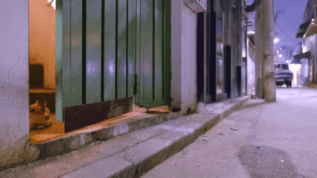 Cat running out the door