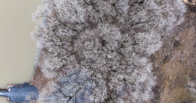 나뭇잎이 없는 겨울 나목으로 가득해 황량한 눈 덮인 숲