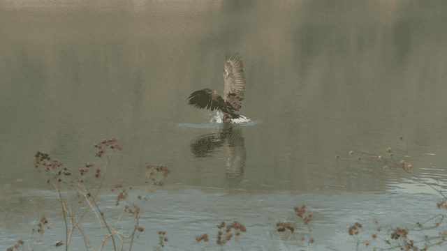 Hunting white-tailed eagle over calm lake