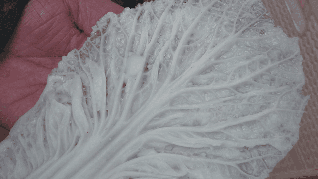 Hand holding cabbage leaf model