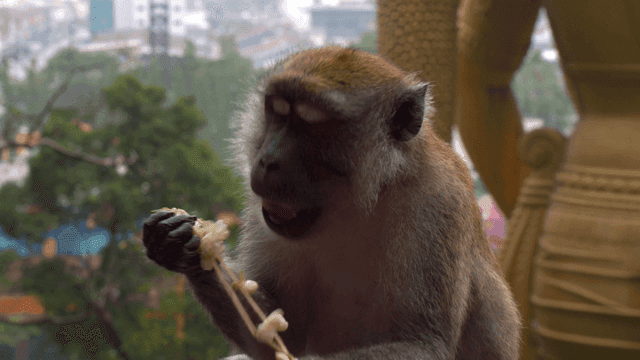 Monkey sitting on a railing eating flowers