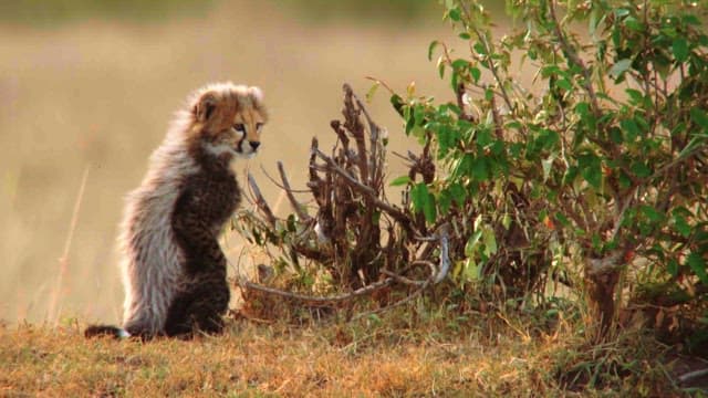 Cheetah Cub Observing Surroundings in Savanna