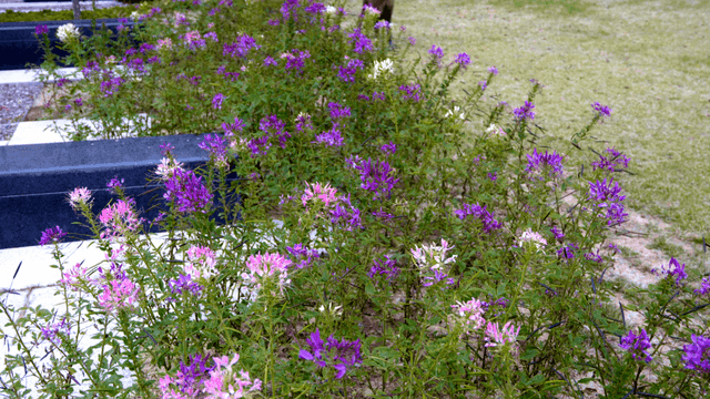 Colorful primroses blooming in garden