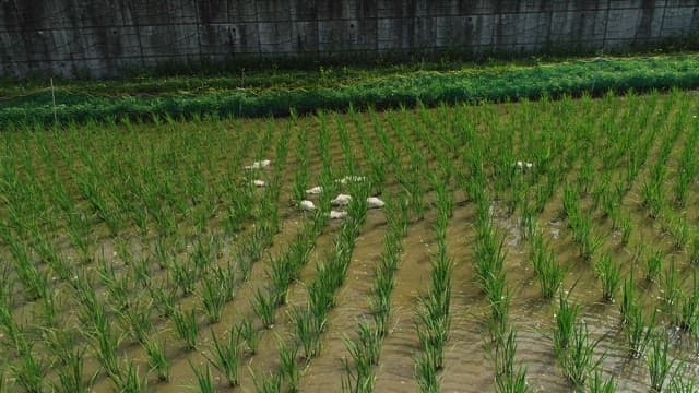 Ducks Crossing Green Rice Fields