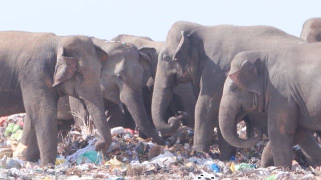 Elephant foraging in an urban garbage dump