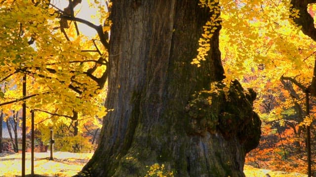 Thick yellow ginkgo tree trunk under the sunlight