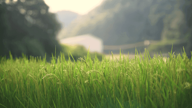 시골의 푸른 논