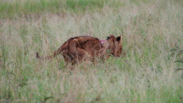 목덜미에 상처를 입은 초원의 사자
