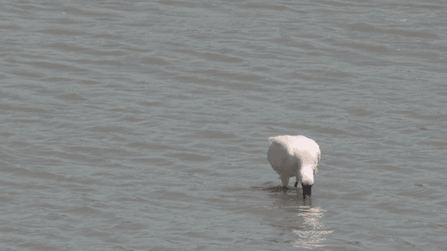 Pelican seeking food in shallow waters