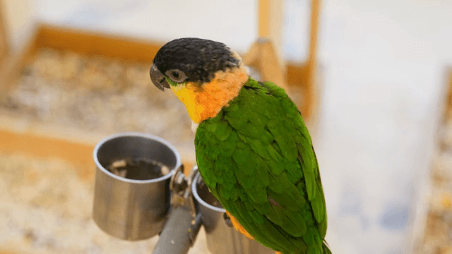 실내에 앉아 있는 화려한 앵무새