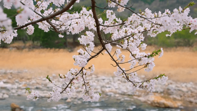 흐르는 시냇가의 벚꽃