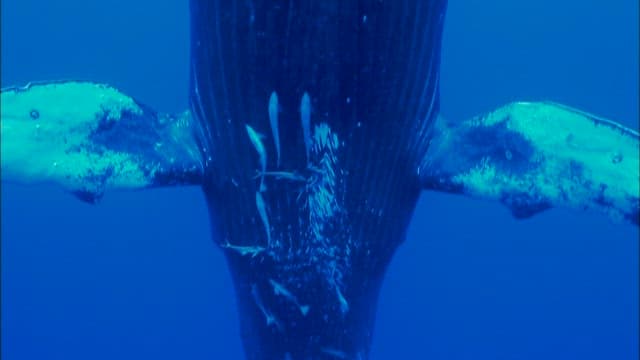 Humpback Whale Swimming with Fish