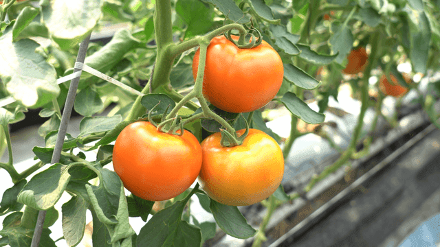Ripe tomatoes growing on a vine