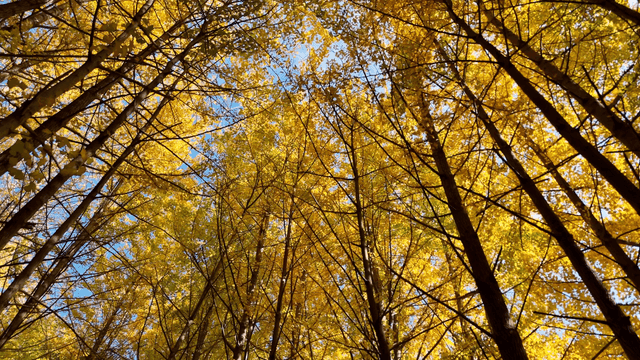 가을의 황금빛 나무들